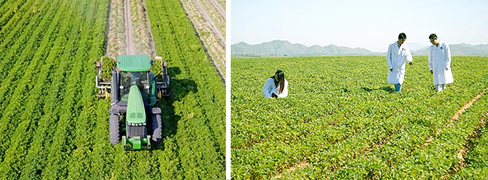 遼寧正業(yè)花生產(chǎn)業(yè)：共抗疫情，龍頭企業(yè)顯擔(dān)當(dāng)！(圖3)